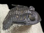 Brown Hollardops Trilobite - Foum Zguid, Morocco #49816-2